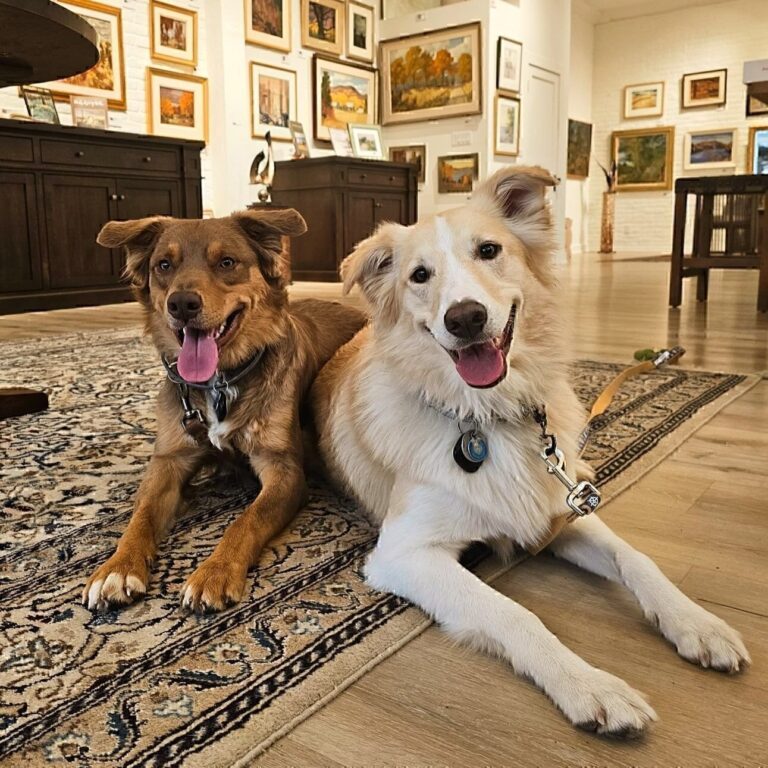 Two dogs resting on a Persian-style rug inside Rookley's Canadian Art Gallery in Ridgeway, Ontario, with framed Canadian landscape paintings covering the walls behind them.